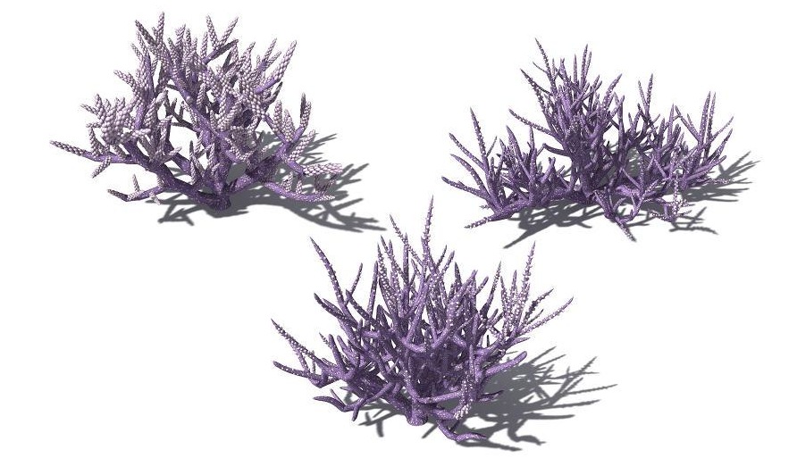 海底植物：3个海草树C4D模型 Acropora hemprichi Low Acropora