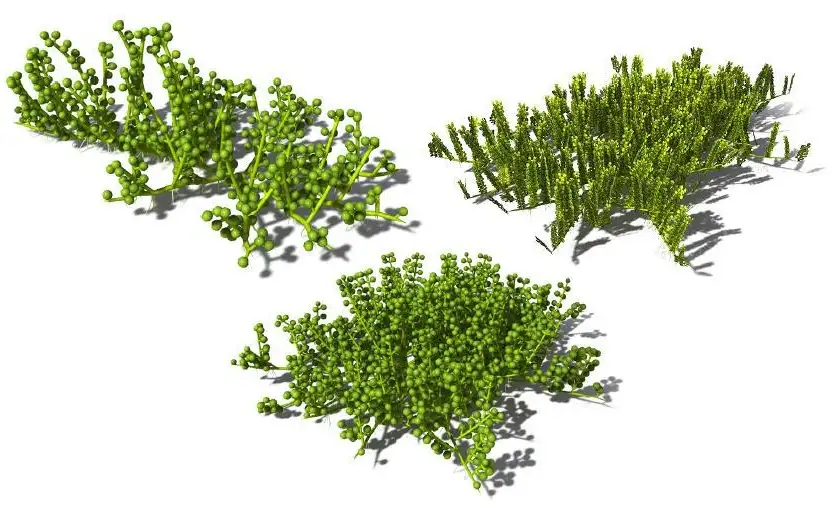 3款海草植物：海底葡萄藤C4D模型 Caulerpa racemosa Grape Caulerpa