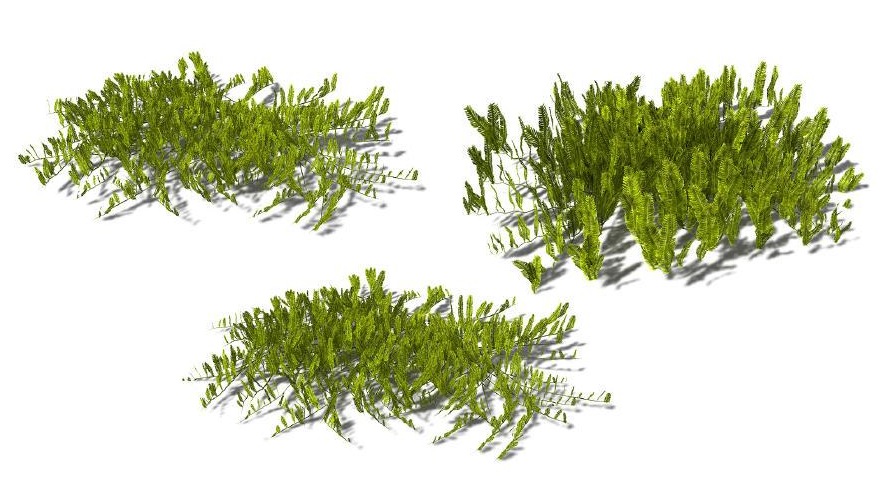 3D款海洋植物：海草C4D模型 Caulerpa sertularoides Feather Caulerpa