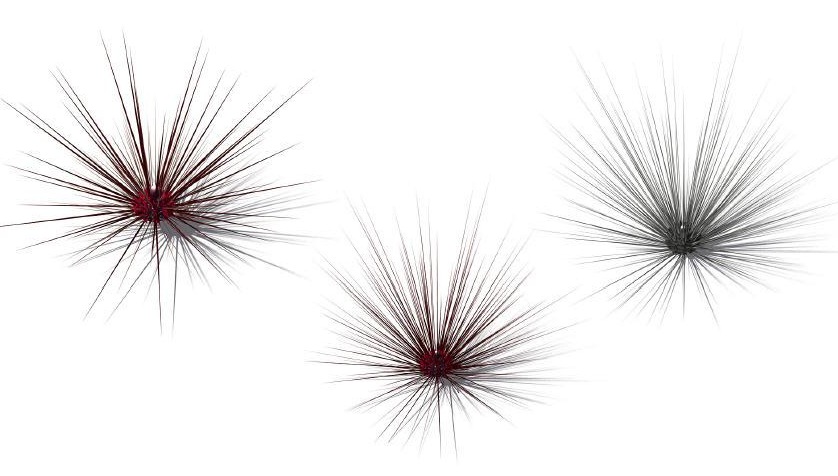 4个海洋植物：长刺海胆C4D模型 Diadema setosum Long-Spined Sea Urchin