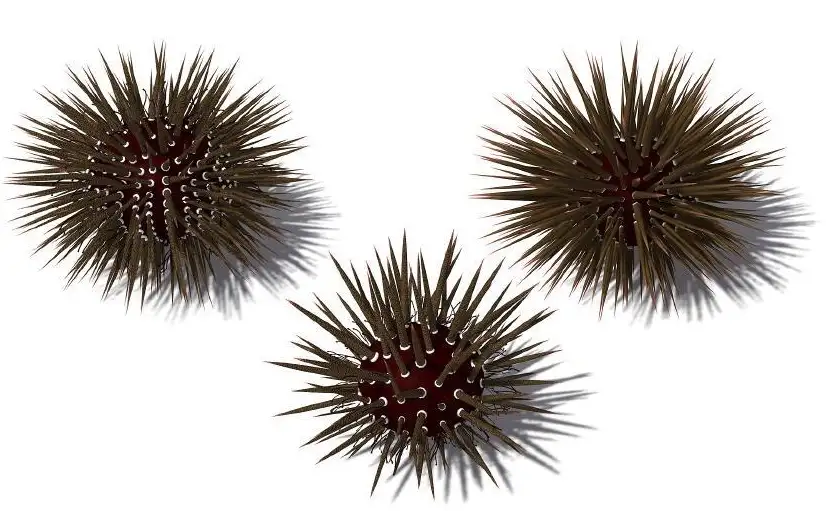 海洋植物：4个海胆C4D模型 Echinometra mathaei Mathaeus Sea Urchin