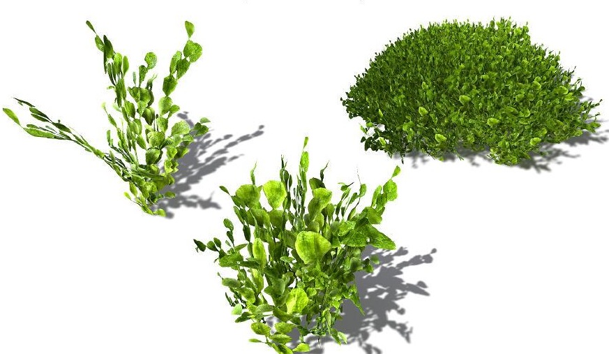 海洋植物：3款海藻C4D模型 Halimeda