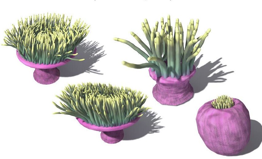 海洋植物：4款海葵C4D模型 Heteractis magnifica Magnificent Anemone