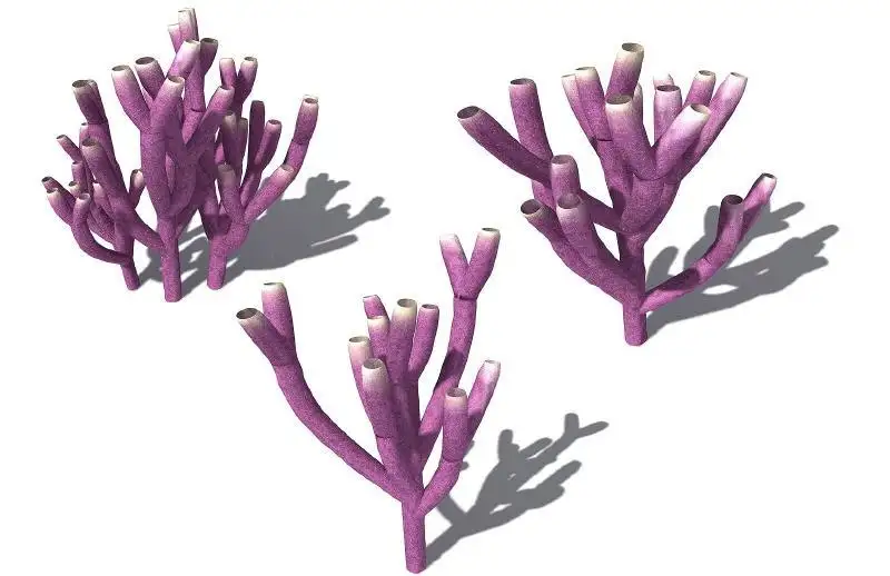 海洋动物：海底海绵C4D模型 Siphonochalina siphonella Colony Siphon Sponge