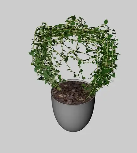 绿色植物盆景C4D模型 Green plants