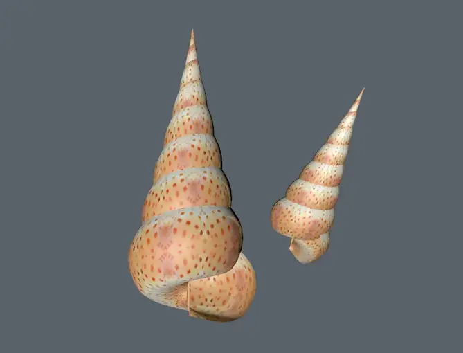 海螺、田螺C4D模型 Conch
