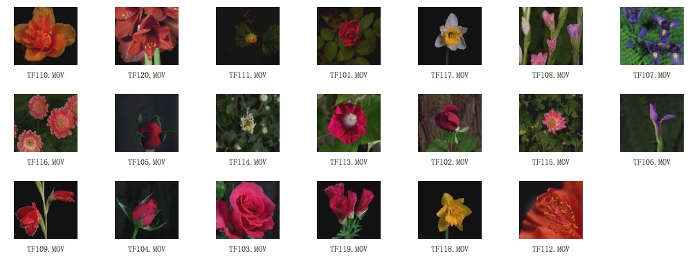 20个高清花卉视频素材（MOV） - C4D之家 - cinema4d_ 2014-01-21 下午11.29.35.jpg