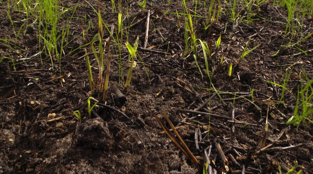 植物发芽生长开花高清视频素材（MOV） - C4D之家 - cinema4d_ 2014-01-22 上午11.49.30.jpg