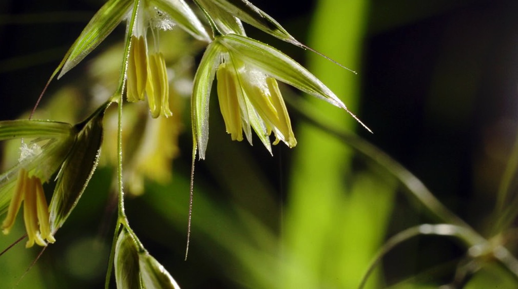 植物发芽生长开花高清视频素材（MOV） - C4D之家 - cinema4d_ 2014-01-22 上午11.49.37.jpg