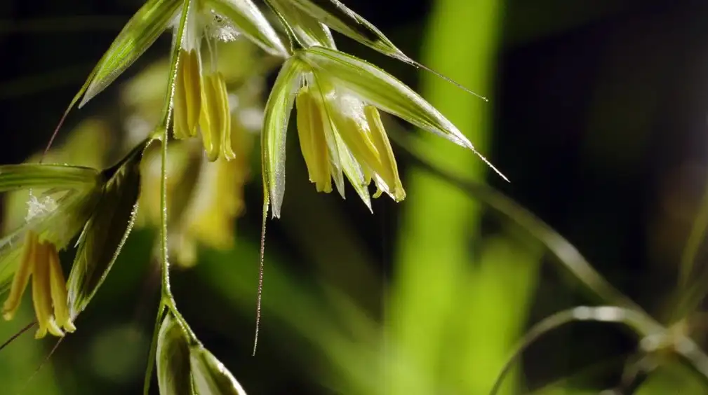 植物发芽生长开花高清视频素材（MOV）