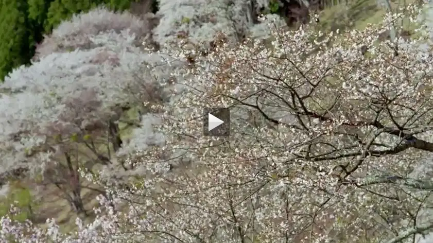 百花逐渐开放高清视频素材（MOV） - C4D之家 - cinema4d_ 2014-01-22 下午12.04.57.jpg