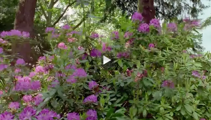 百花逐渐开放高清视频素材（MOV） - C4D之家 - cinema4d_ 2014-01-22 下午12.05.07.jpg
