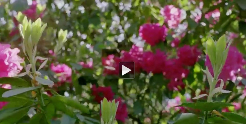 百花逐渐开放高清视频素材（MOV） - C4D之家 - cinema4d_ 2014-01-22 下午12.05.23.jpg