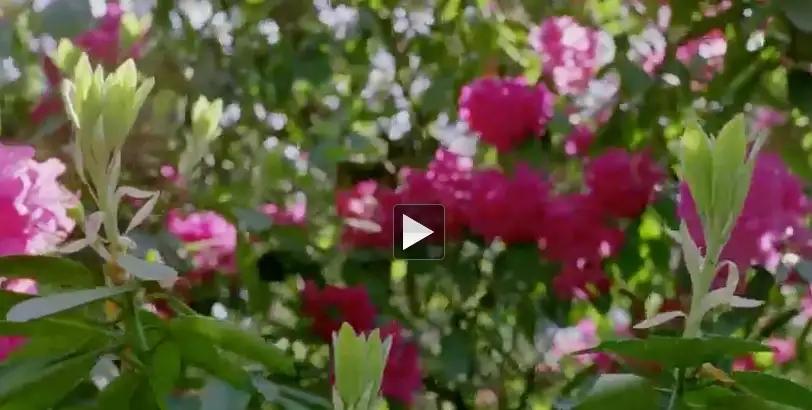 百花逐渐开放高清视频素材（MOV） - C4D之家 - cinema4d_ 2014-01-22 下午12.05.23.jpg