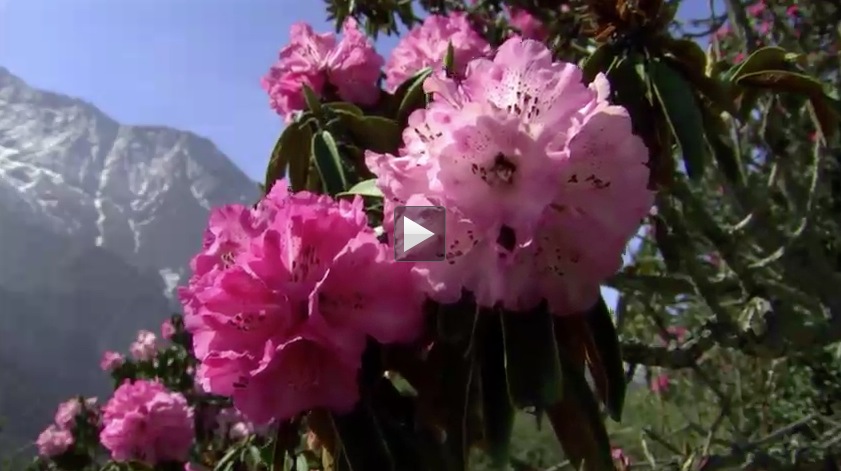 百花逐渐开放高清视频素材（MOV）