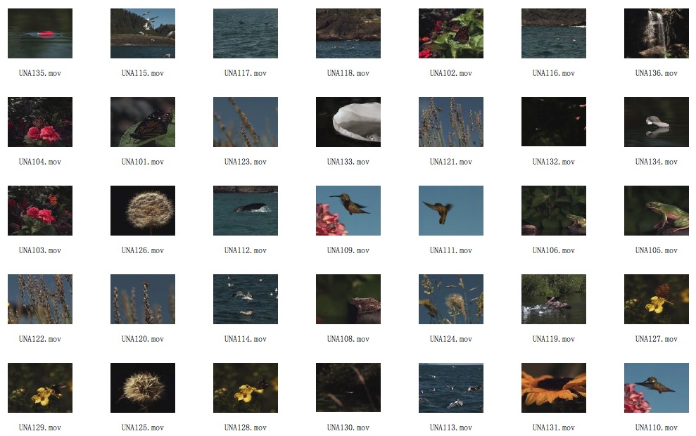 35个大自然高清视频素材 Artbeats. Ultra Nature （MOV） - C4D之家 - cinema4d_ 2014-01-22 下午1.38.27.jpg