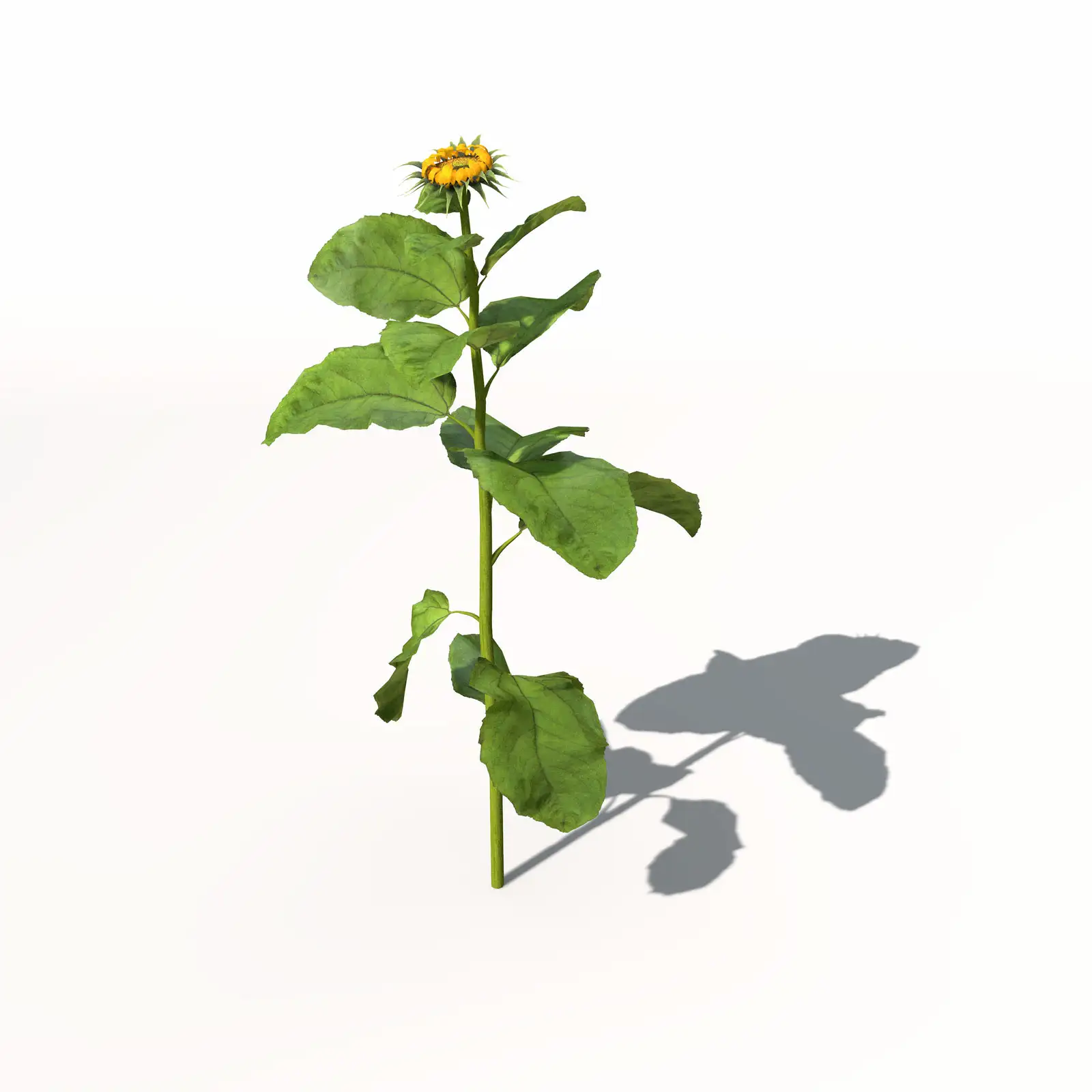 向日葵C4D模型 Sunflower 3dmodel 002