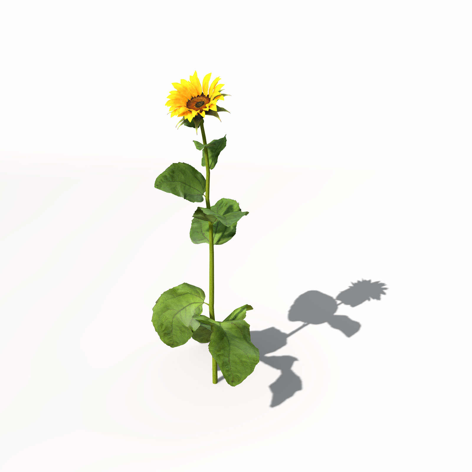 向日葵C4D模型 Sunflower 3dmodel 003