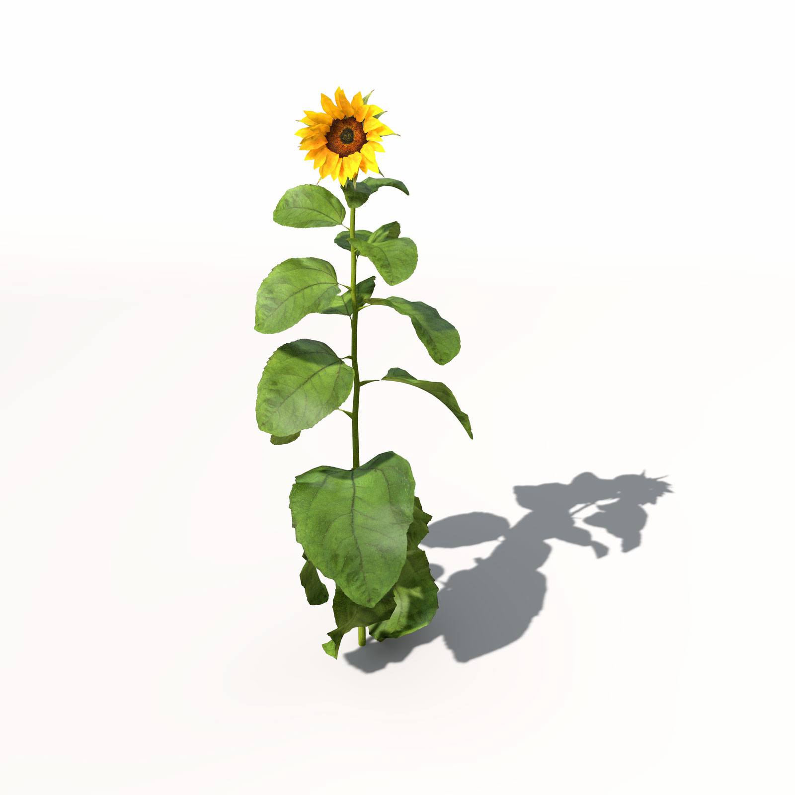 向日葵C4D模型 Sunflower 3dmodel 005