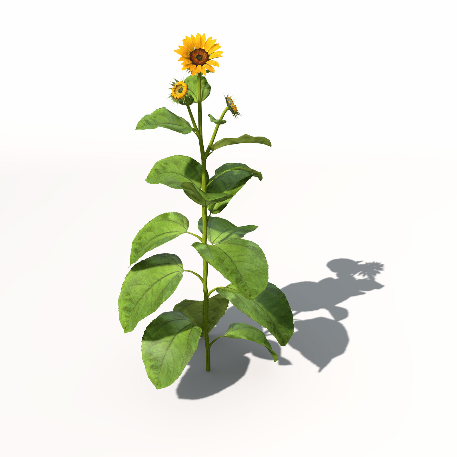 向日葵C4D模型 Sunflower 3dmodel 006