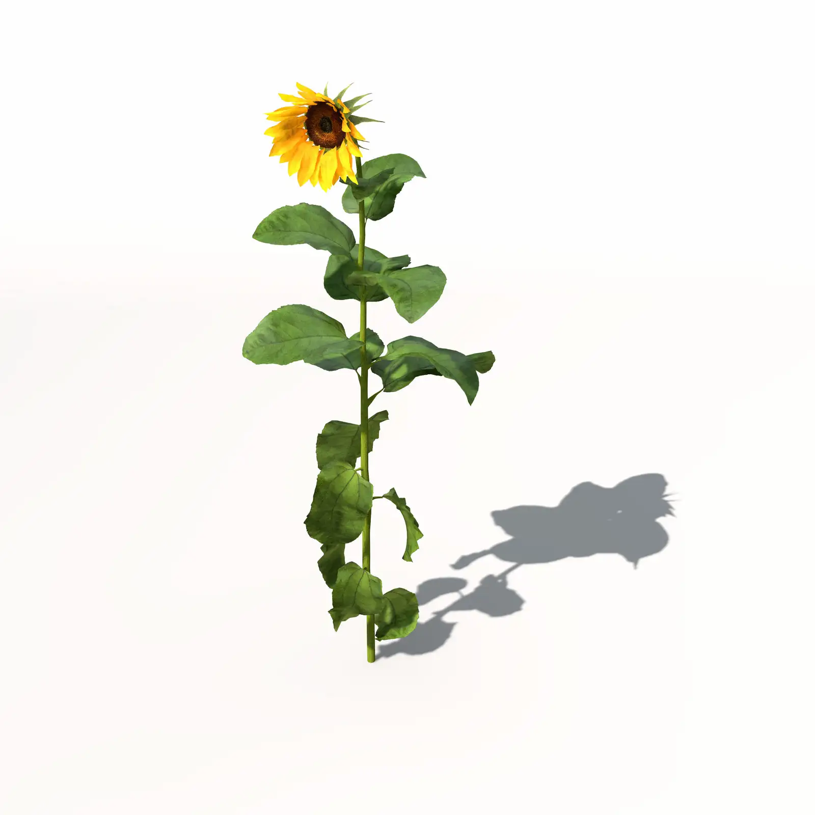 向日葵C4D模型 Sunflower 3dmodel 007