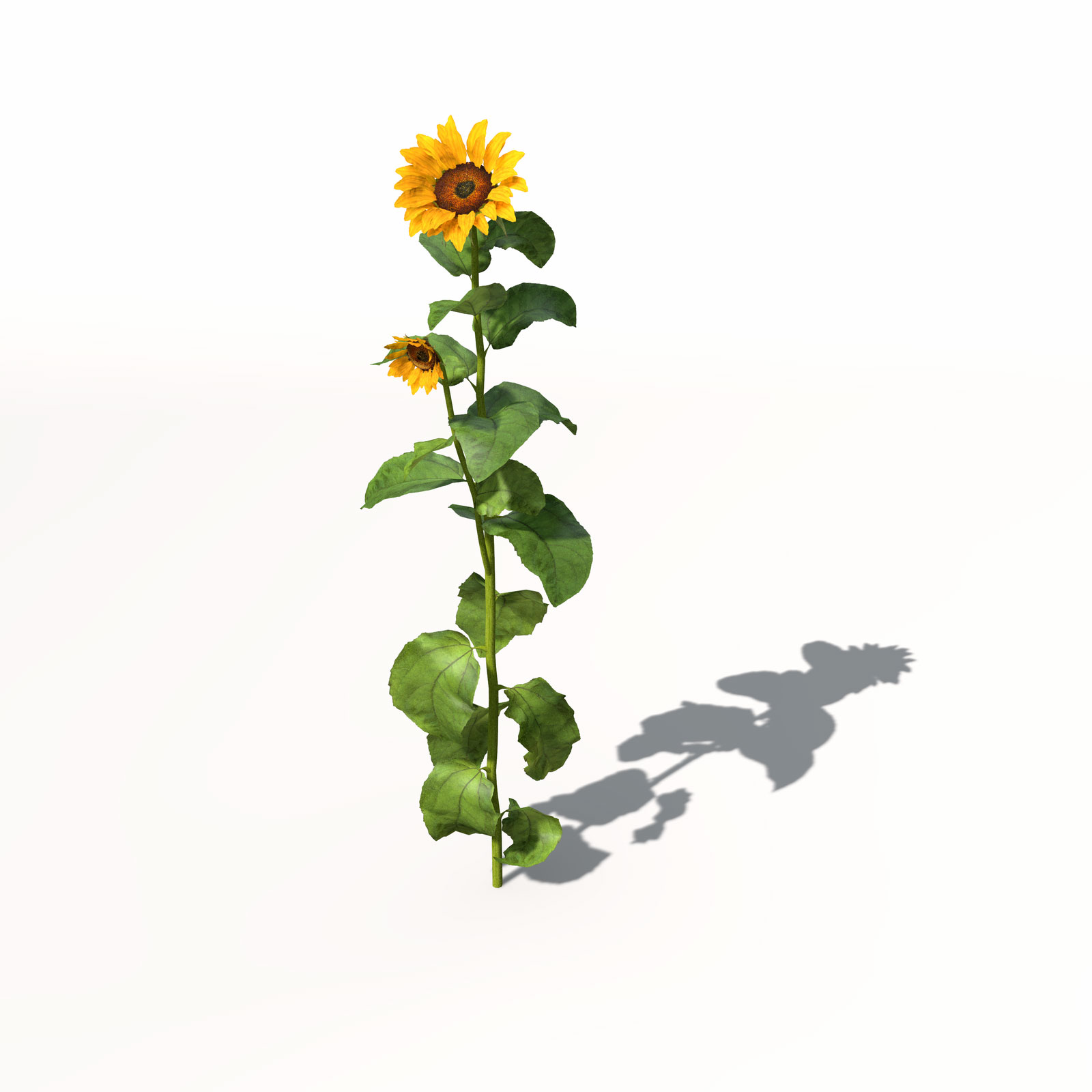 向日葵C4D模型 Sunflower 3dmodel 008