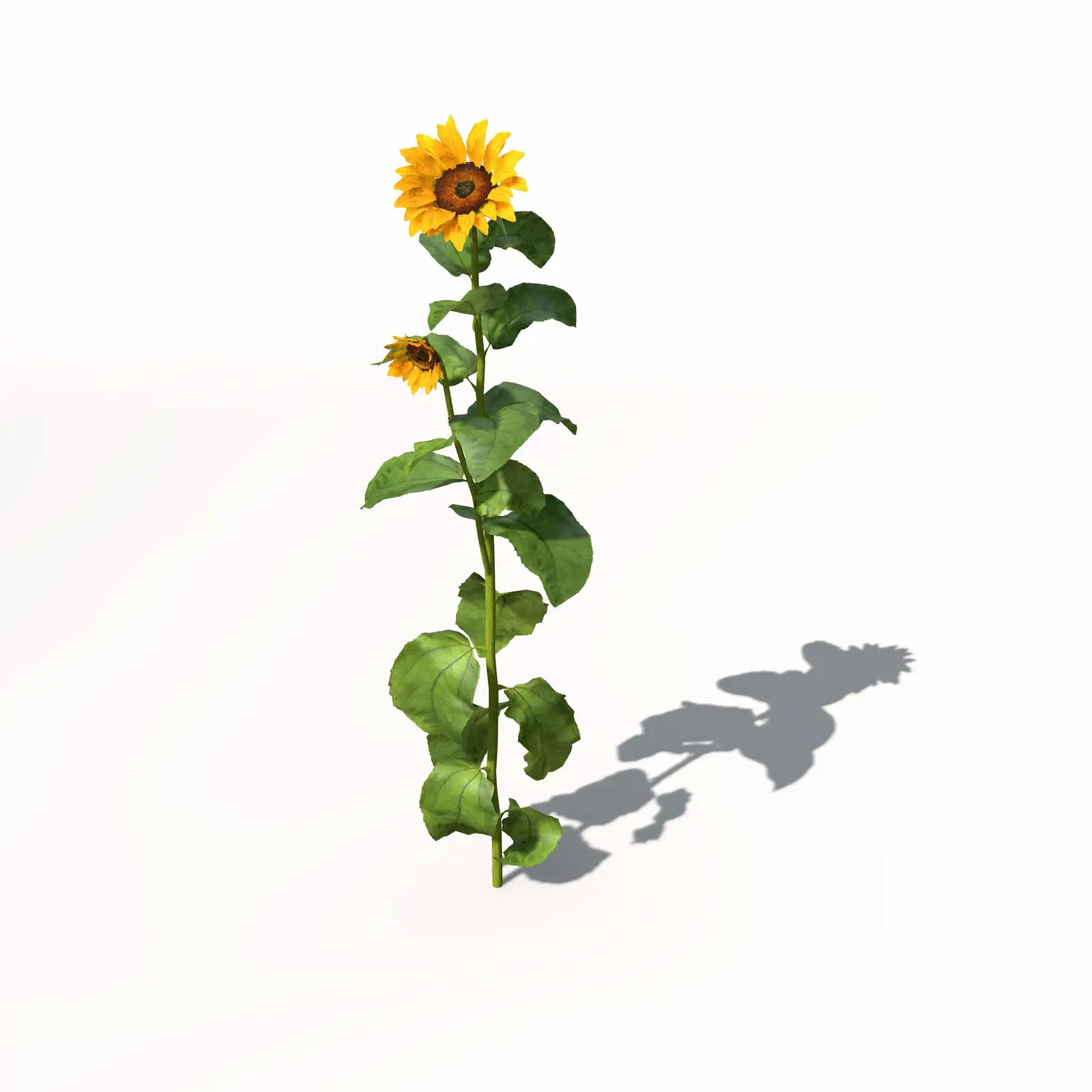 向日葵C4D模型 Sunflower 3dmodel 008