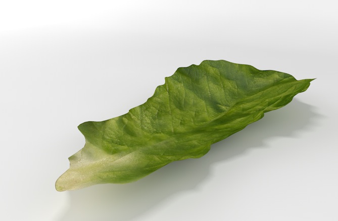生菜叶子C4D模型 lettuce