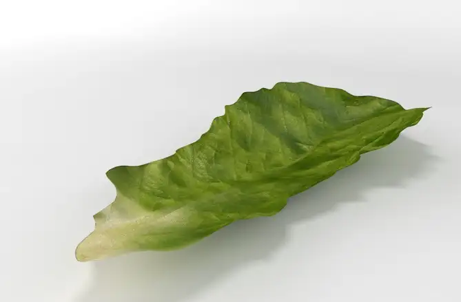 生菜叶子C4D模型 lettuce - C4D之家 - cinema4d_ 2014-02-22 下午11.47.37.jpg