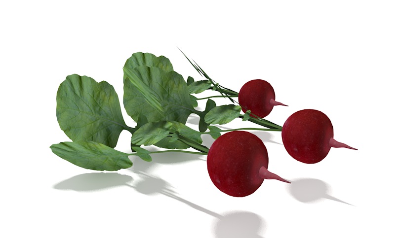 水萝卜 樱桃萝卜C4D模型 radish - C4D之家 - cinema4d_ 2014-02-23 下午11.43.00.jpg