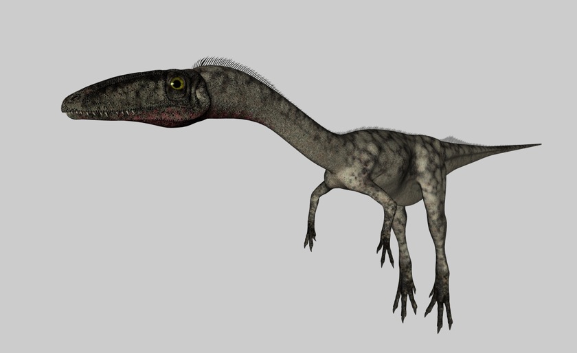 恐龙C4D模型：腔骨龙 Coelophysis - C4D之家 - cinema4d_ 2014-03-01 下午6.15.19.jpg