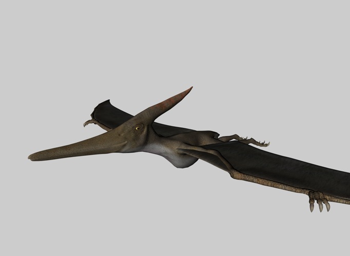 恐龙C4D模型：无齿翼龙 Pteranodon - C4D之家 - cinema4d_ 2014-03-01 下午7.04.35.jpg