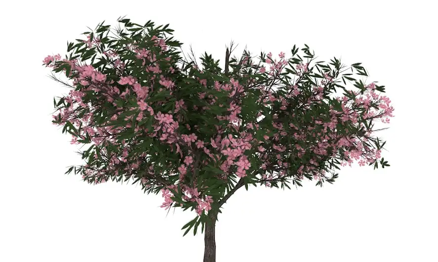 桃树 桃花盛开C4D模型 Peach 3d model - C4D之家 - cinema4d_ 2014-03-06 下午7.51.30.jpg