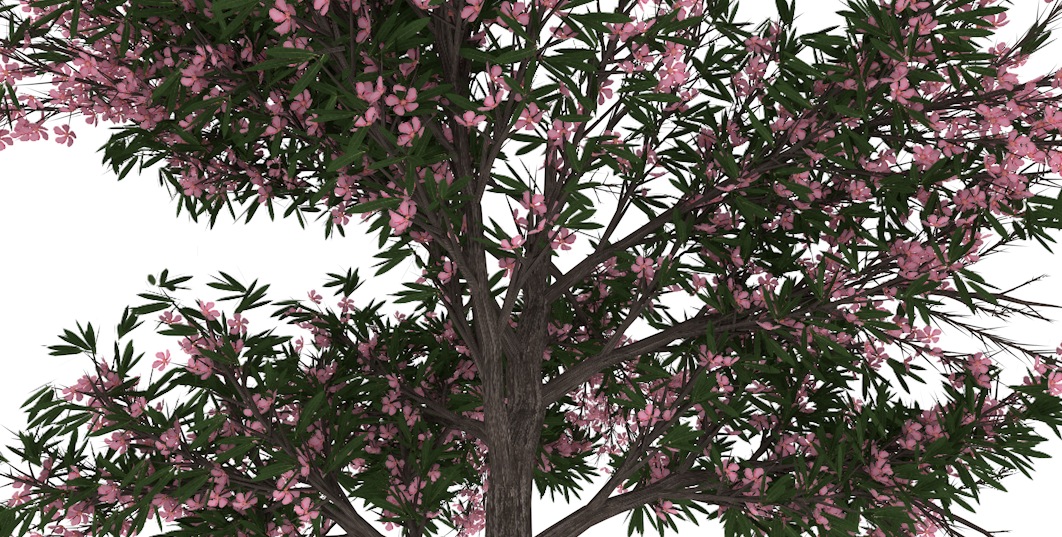 桃树 桃花盛开C4D模型 Peach 3d model