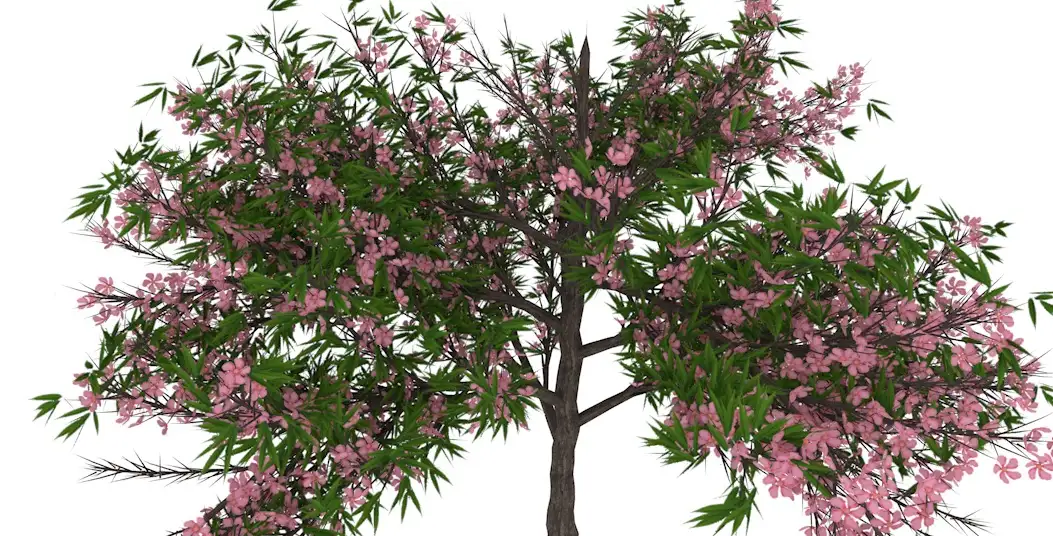 桃树 桃花C4D模型 Peach 3d model - C4D之家 - cinema4d_ 2014-03-06 下午8.47.32.jpg