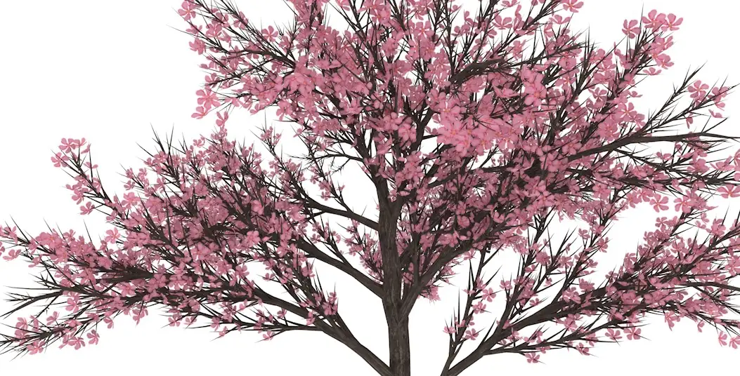 桃树 桃花C4D模型 Peach 3d model