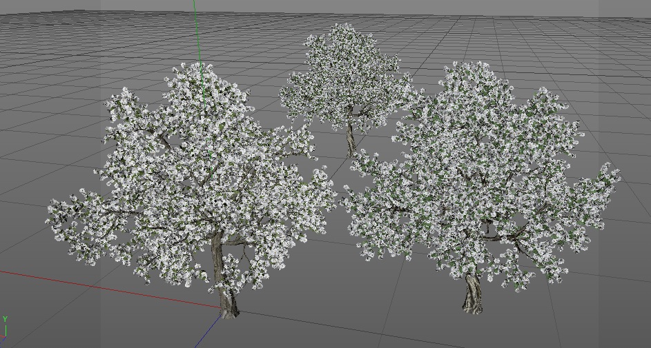 梨树 梨花3d模型 pear 3dmodel