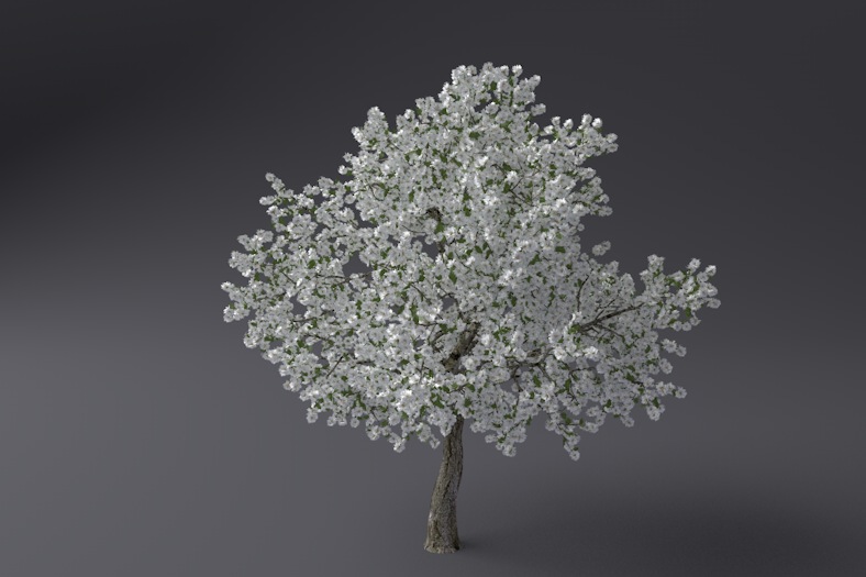 开花的梨树C4D模型 pear 3d model