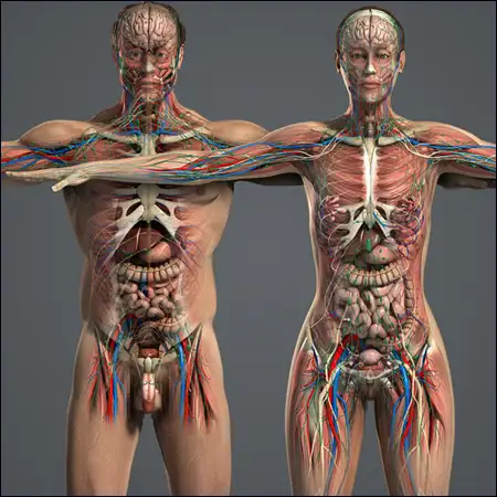 Human Anatomy Models 人体解剖模型 - C4D之家 - aa14de8ff7410471ec26005743f7fe81.jpg