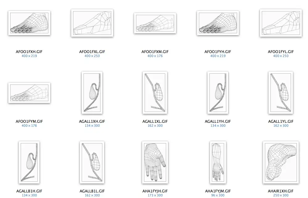 Human Anatomy Models 人体解剖模型 - C4D之家 - cinema4d_ 2014-03-17 下午3.57.02.jpg