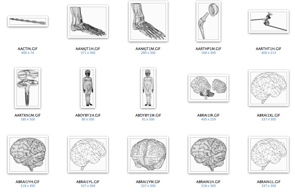Human Anatomy Models 人体解剖模型 - C4D之家 - cinema4d_ 2014-03-17 下午3.57.05.jpg