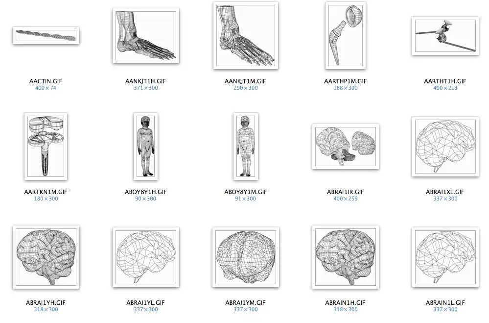 Human Anatomy Models 人体解剖模型