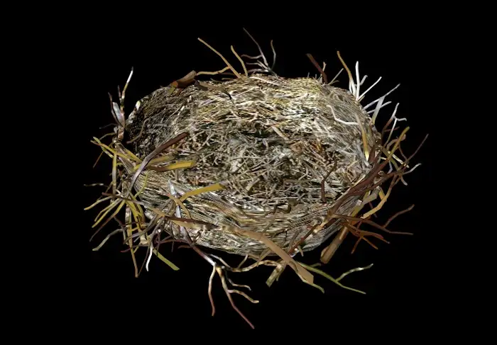 鸟巢 鸟窝3D模型 birds nest