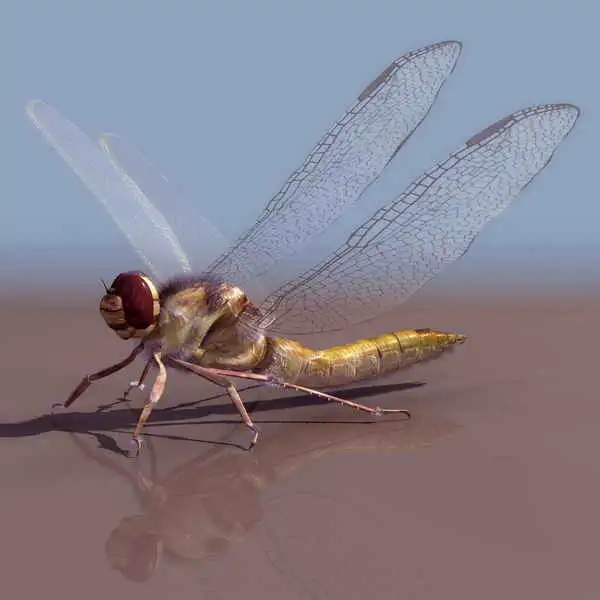 蜻蜓3D模型 dragonfly