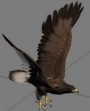 老鹰3D模型 goshawk - C4D之家 - goshawk preview.jpg