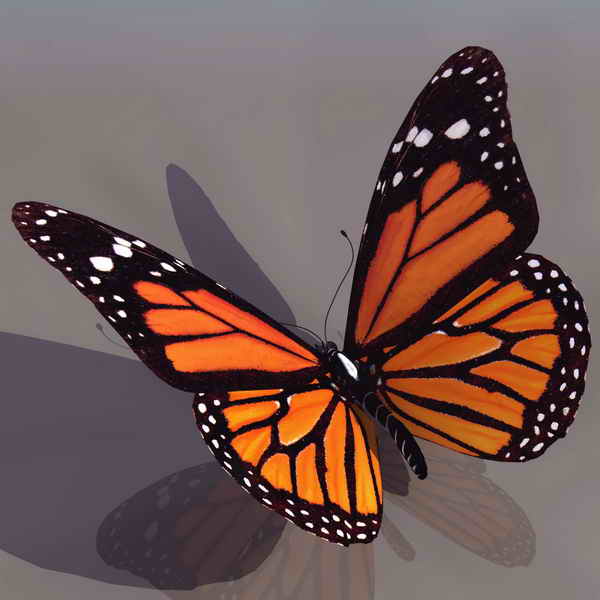 花蝴蝶3D模型 monarch butterfly - C4D之家 - monarch butterfly preview.jpg