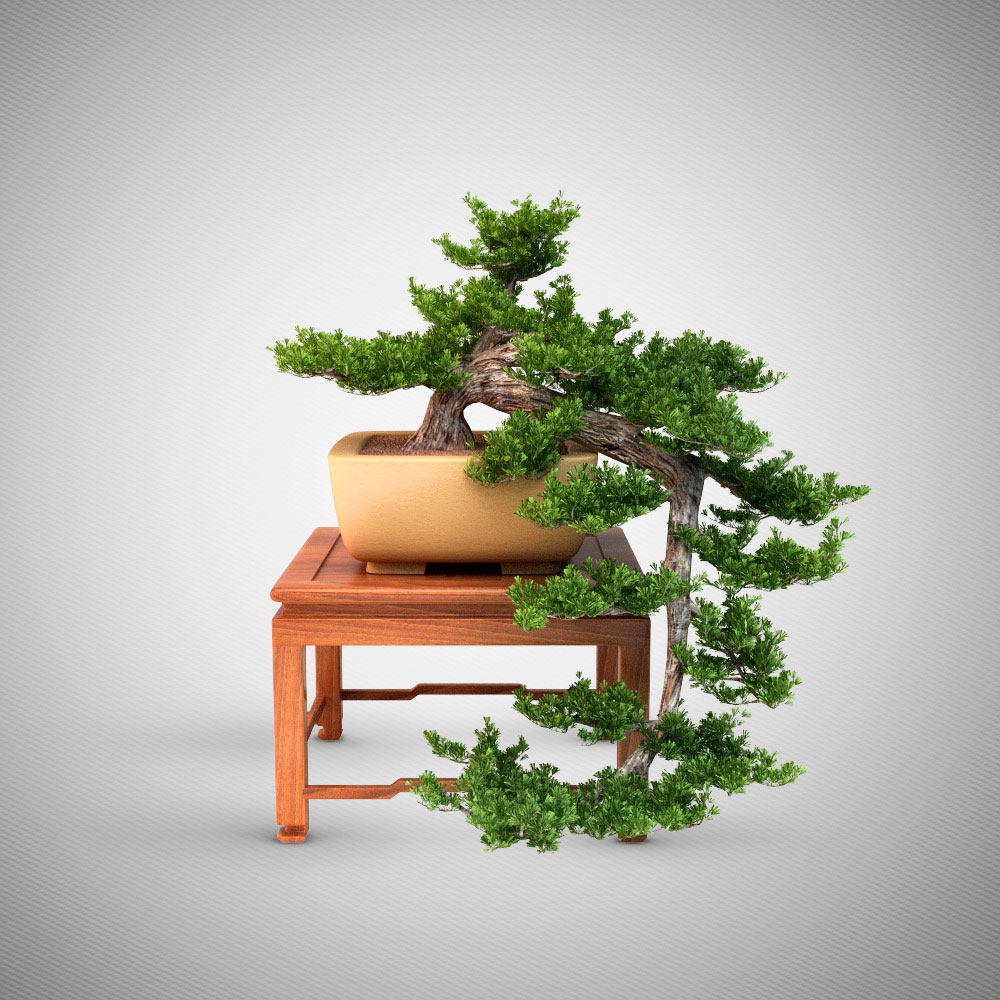 迎客松盆景C4D模型 Pine bonsai