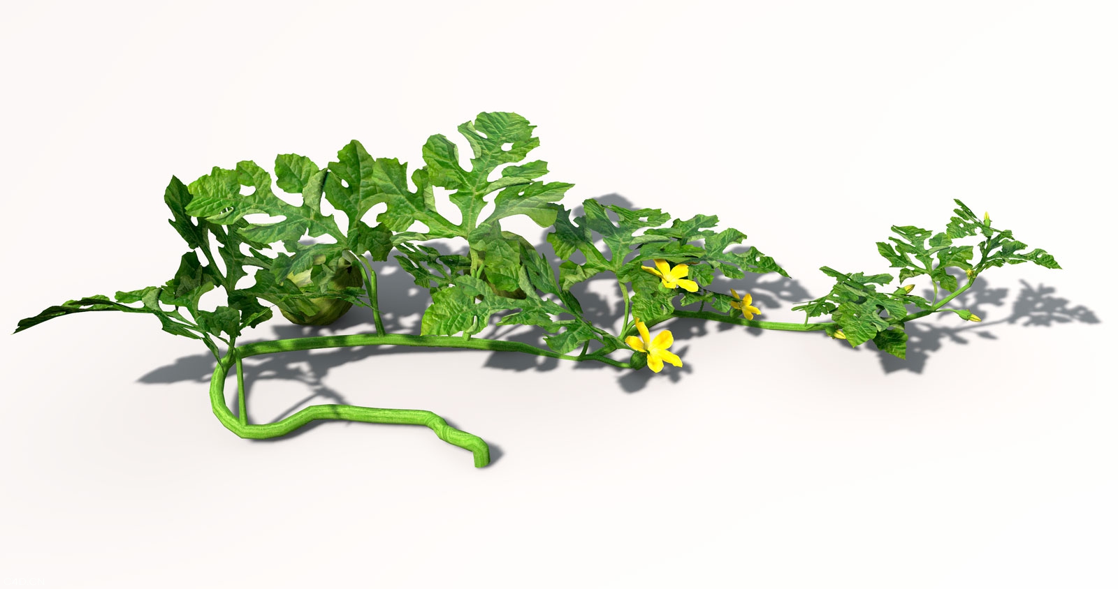 西瓜/西瓜蔓C4D模型 watermelon 3d mdoel - C4D之家 - VG08_Perspective_0007.jpg