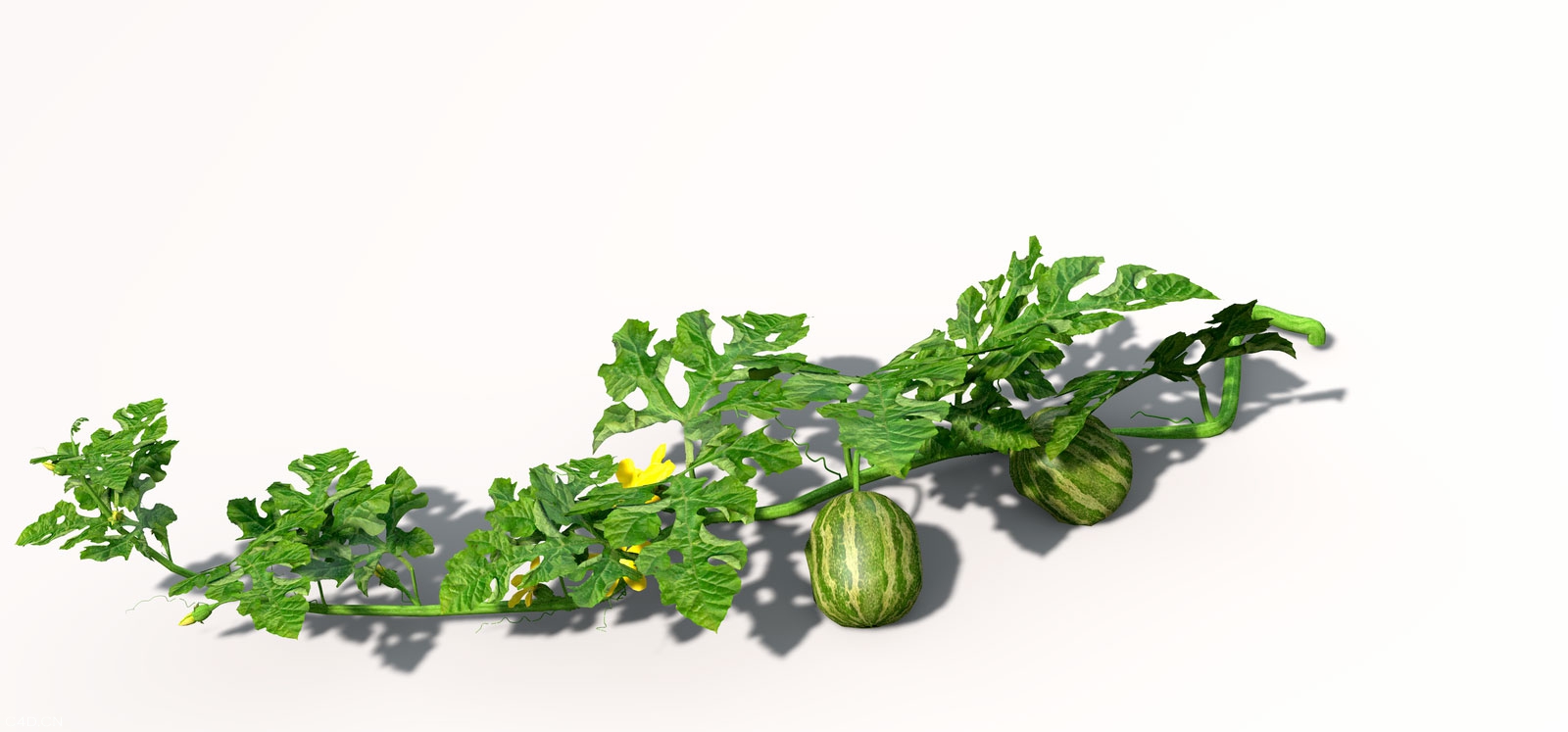 西瓜/西瓜蔓C4D模型 watermelon 3d mdoel - C4D之家 - VG08_Perspective_0008.jpg