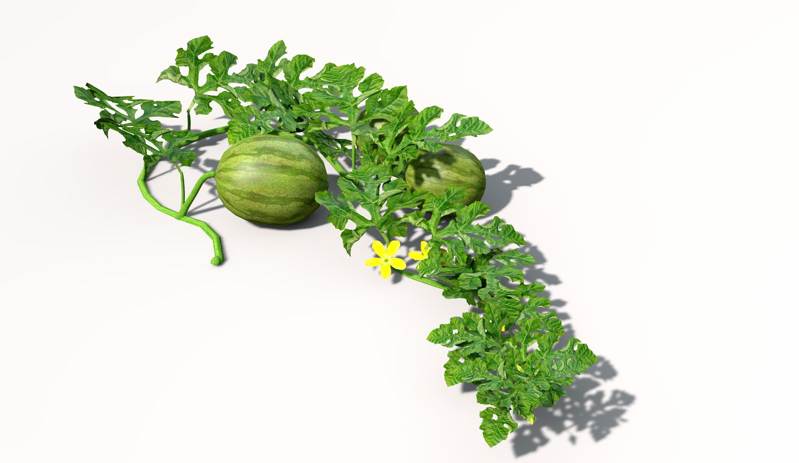 西瓜/西瓜蔓C4D模型 watermelon 3d mdoel